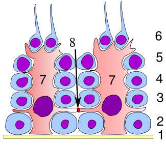 Sertoliceller och spermier under bildning