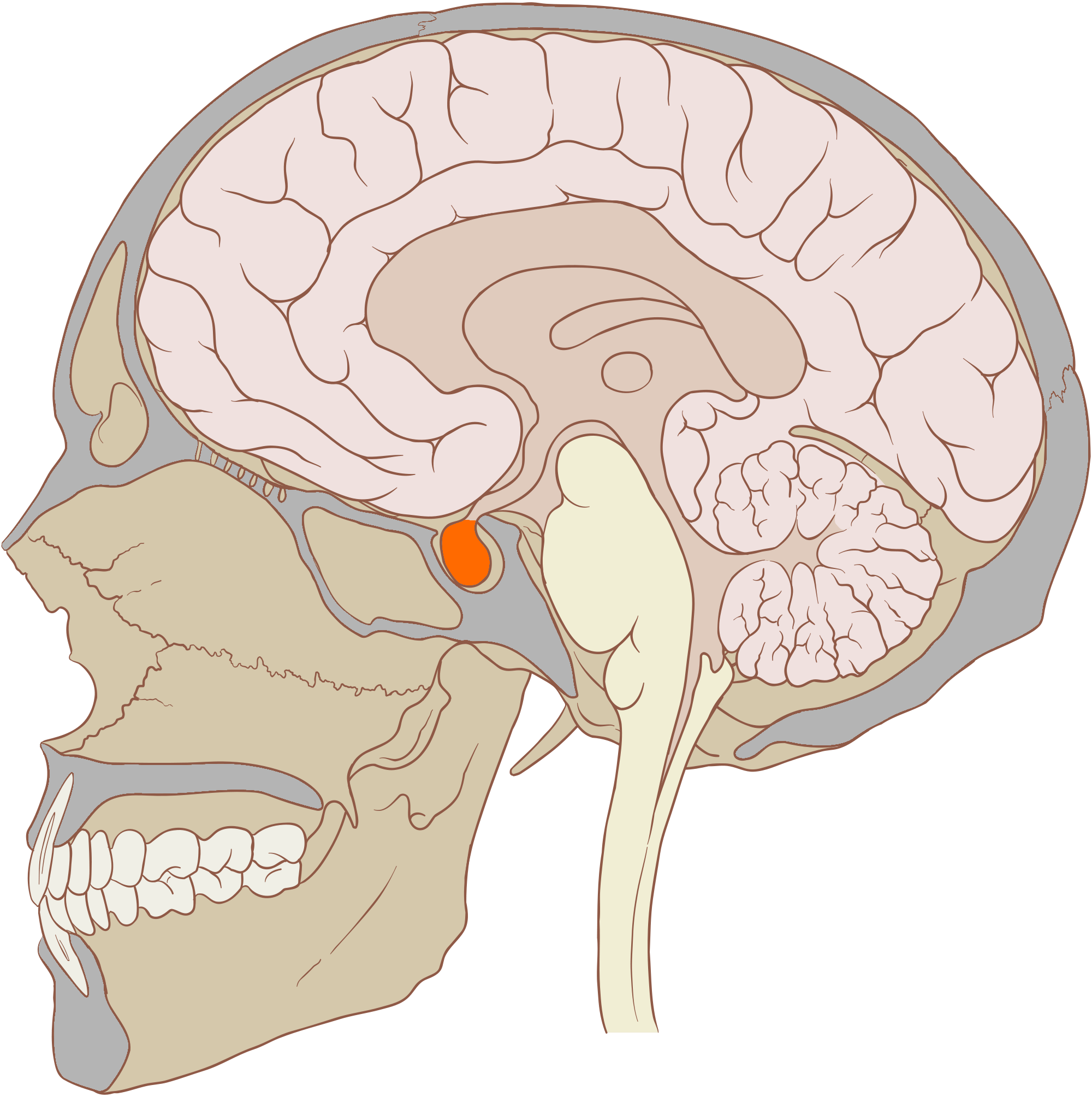 Hypofysen under främre delen av hjärnan